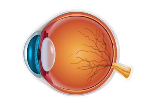 정상망막 사진